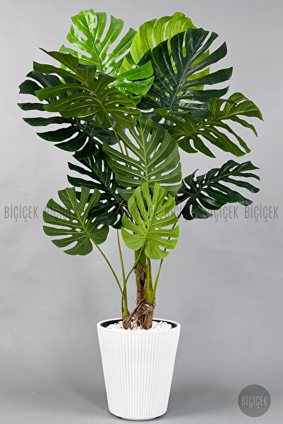 BİÇİÇEK Monstera Ağacı 160-200 cm Bambu Gövde