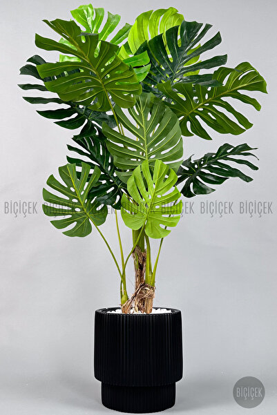 BİÇİÇEK Monstera Ağacı 160-200 cm Bambu Gövde