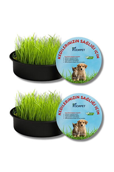 KorPet Organik Kedi Çimi Seti 2'li Sürpriz Mama Ödülü Hediyeli (FİLELİ)