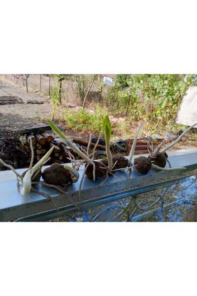 lidersopx SALEP FİDESİ