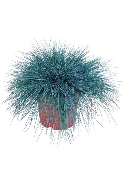 Belora Festuca Glauca, Blue Grass H 30 cm