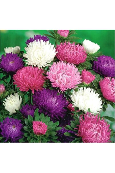 prestijiseed Ekim Seti 20 Adet Karışık Kasımpatı Çiçek Tohumu Saraypatı Çiçek Tohumu