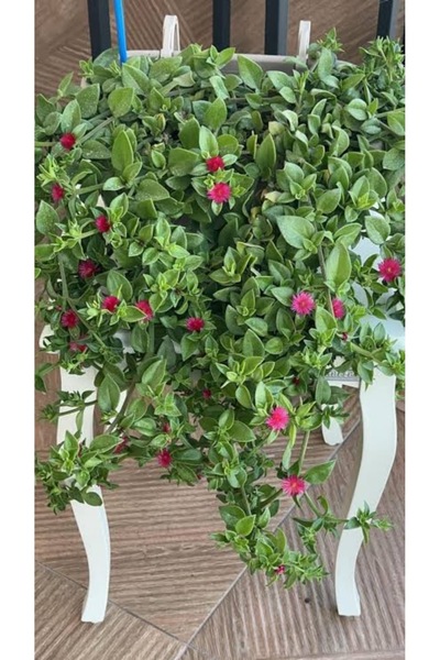 HİLAL TARIM ÇİFTLİĞİ 3 adet buz çiçeği (yer-zemin örtücü)