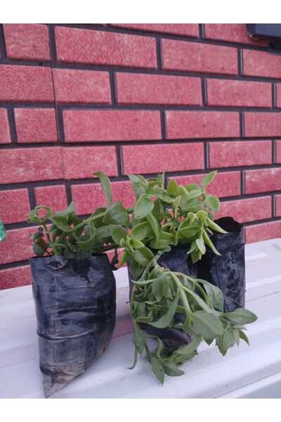 HİLAL TARIM ÇİFTLİĞİ 3 adet buz çiçeği (yer-zemin örtücü)