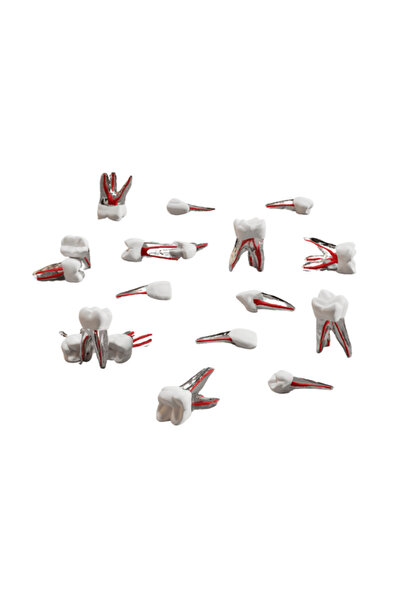 Ditok Dental Endodontik Kanallı Diş 22 No Sol Üst Lateral (BEYAZ KRON)