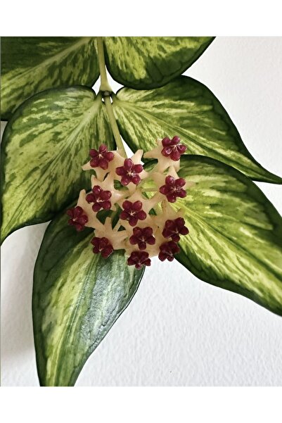 SİMAN BOTANİK Hoya Polyneura Variegata Mum Çiçeği