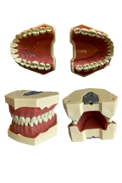 Ditok Dental İntegra Diş Etli Çene