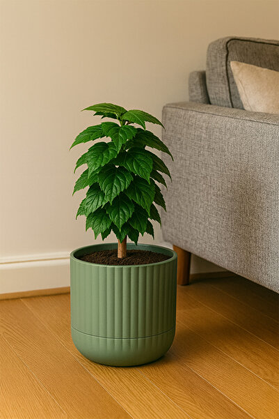 TEMMUZ HOME Zeraf SaksıNo:4–1 Adet 7.2 Litre Tabaklı Masa ve SehpaÜzeri Saksı (Ev Ofis ve Diş Mekan İçin Uygun)