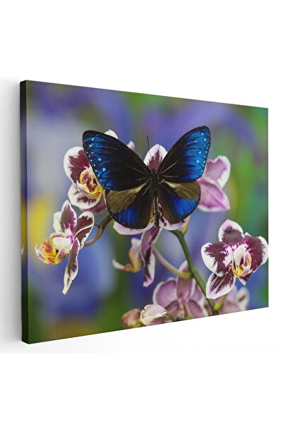 Tablou Canvas Tablou fluture albastru pe orhidee, cod 1585
