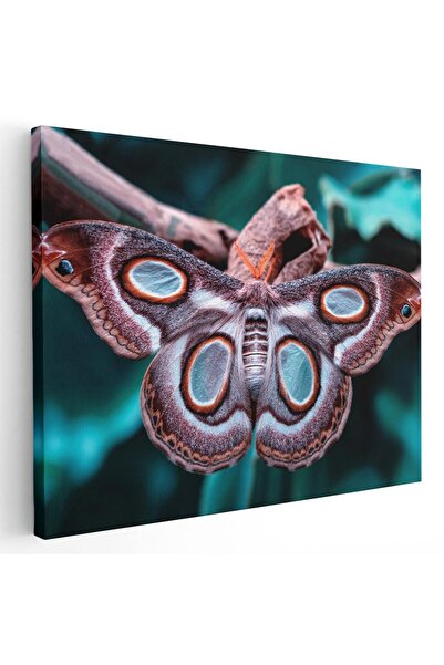 Tablou Canvas Tablou fluturi molie Atlas detaliu albastru maro, cod 1599