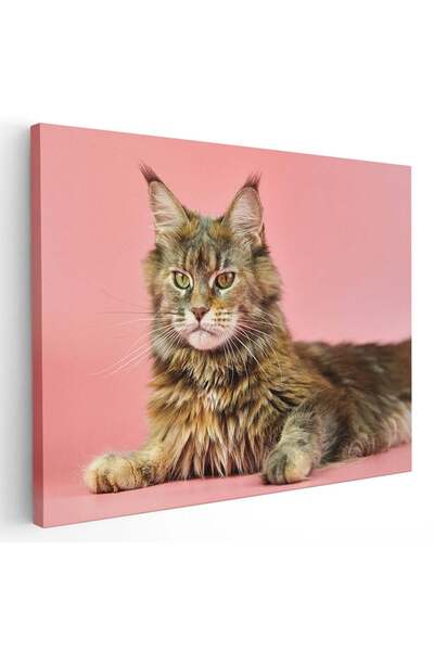 Tablou Canvas Tablou pisica Maine Coon, cod 4212
