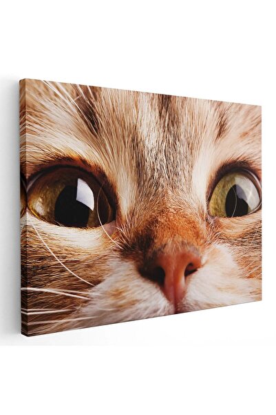 Tablou Canvas Tablou portret pisica maro detaliu pisici, cod 3069