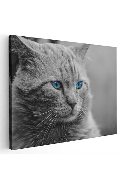 Tablou Canvas Tablou pisica gri cu ochi albastri pisici, cod 3070