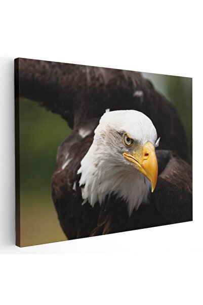 Tablou Canvas Tablou vultur cu capul alb in zbor, cod 3097