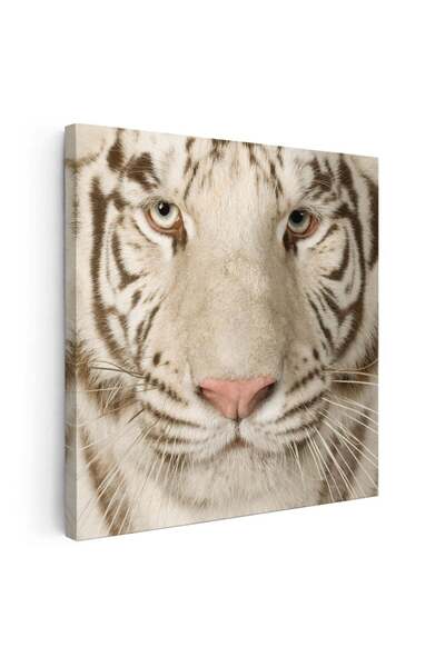 Tablou Canvas Tablou portret tigru alb, cod 3237