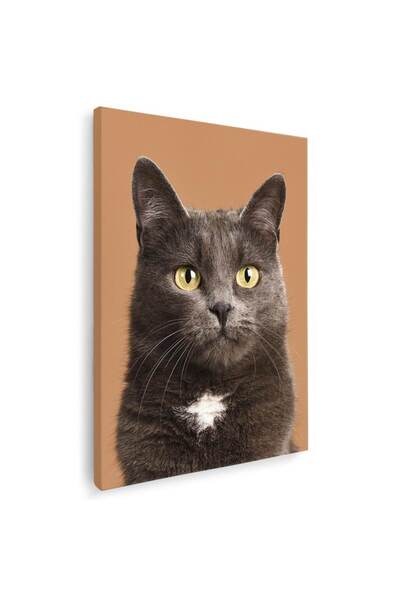 Tablou Canvas Tablou pisica British Shorthair maro pisici, cod 3084