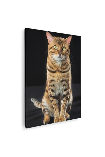 Tablou Canvas Tablou pisica bengaleza pisici, cod 3082