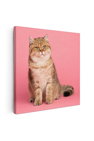 Tablou Canvas Tablou pisica British Shorthair, cod 4219