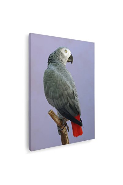 Tablou Canvas Tablou papagal gri african, cod 3936