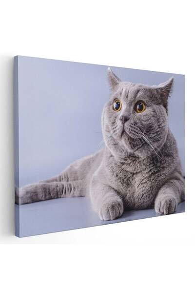 Tablou Canvas Tablou pisica gri cu ochi galbeni pisici, cod 3068