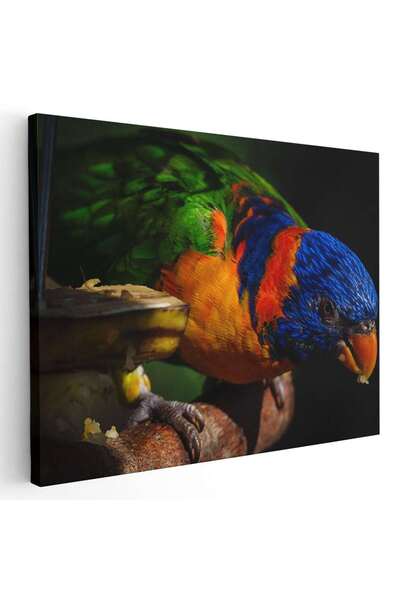 Tablou Canvas Tablou pasare papagal lorichet curcubeu, cod 5212