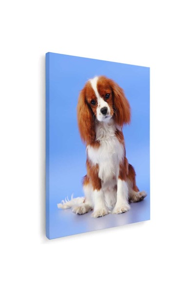 Tablou Canvas Tablou caine Cavalier King Charles Spaniel, cod 4151
