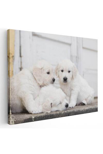 Tablou Canvas Tablou trei catelusi Golden Retriever, cod 4268