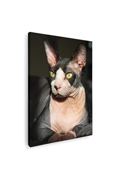 Tablou Canvas Tablou pisica Sfinx, cod 4246