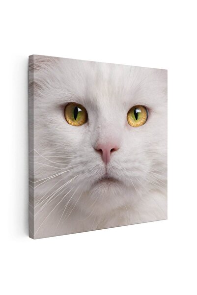 Tablou Canvas Tablou portret pisica Maine Coon, cod 4228