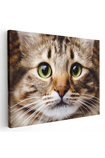 Tablou Canvas Tablou portret pisica cu ochi verzi, cod 4199