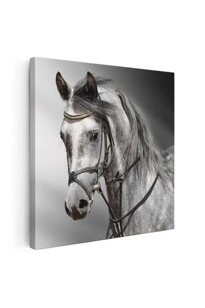 Tablou Canvas Tablou portret cal alb gri, cod 3040