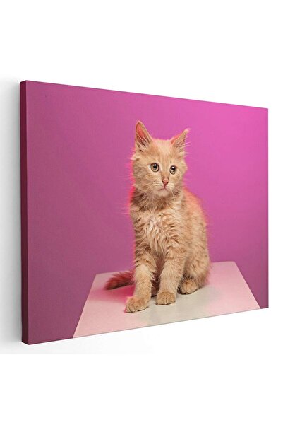 Tablou Canvas Tablou pisica crem fundal roz, cod 4203