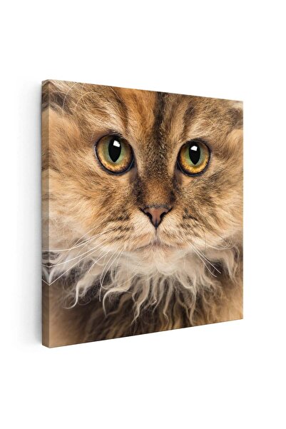 Tablou Canvas Tablou portret pisica Selkirk Rex, cod 4230