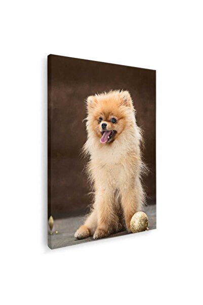 Tablou Canvas Tablou caine rasa Pomeranian, cod 4156