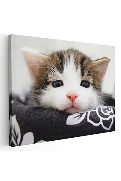 Tablou Canvas Tablou portret pisica maro cu alb, cod 4202