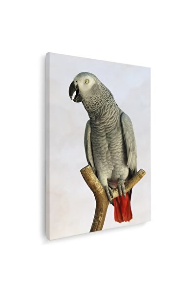 Tablou Canvas Tablou papagal gri african, cod 5221