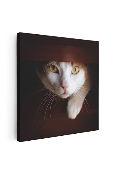 Tablou Canvas Tablou portret pisica alb cu maro, cod 4256