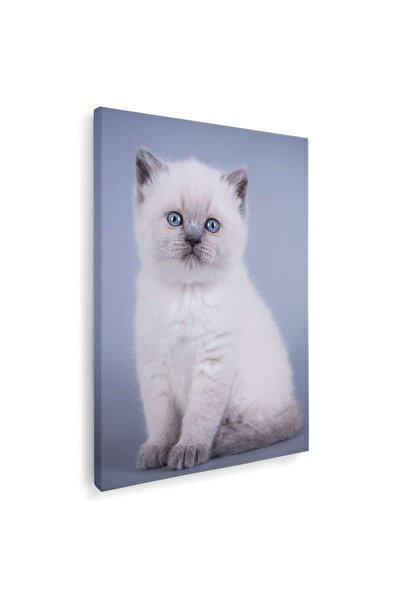 Tablou Canvas Tablou pisica Scottish Fold, cod 4244