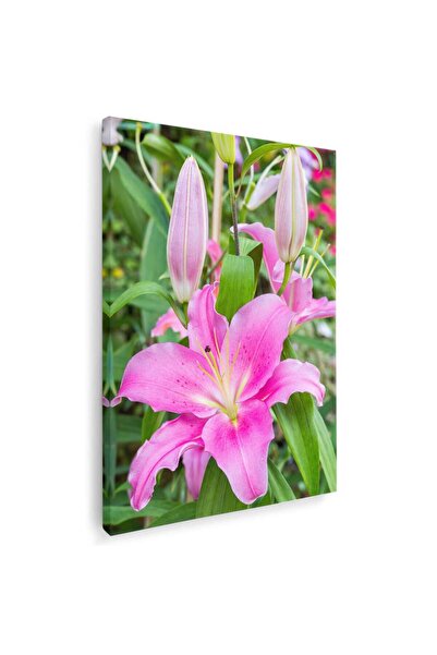 Tablou Canvas Tablou floare crin roz, cod 2614