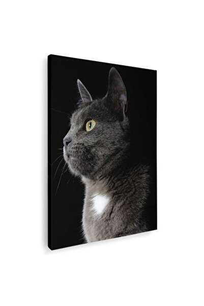 Tablou Canvas Tablou pisica gri pisici, cod 3078