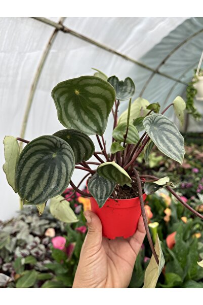 nazlı çiçekçilik Peperomia watermelon