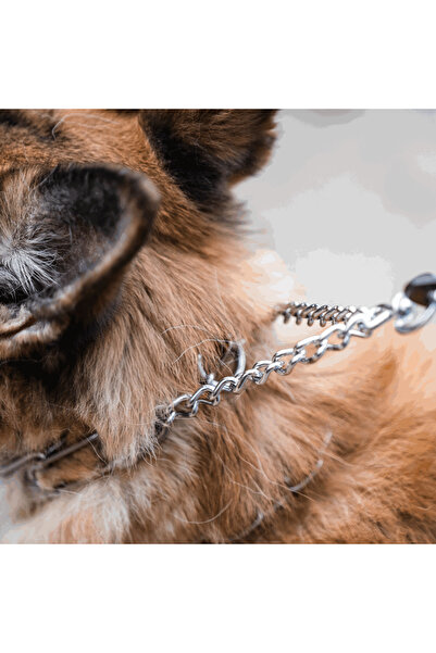 Sprenger Zgarda Dresaj Inox 3.2mm/60cm Cliclock