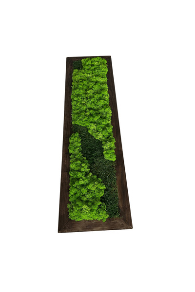 Narium Tablou cu mușchi stabilizat 100×20 cm