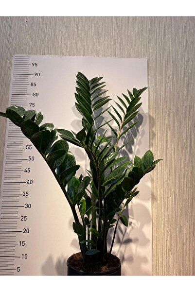 LOVES Zamia