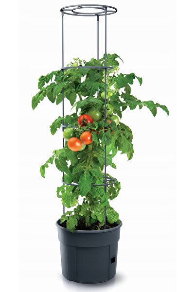 Other Cultivator de tomate 400 cu ghiveci rotund
