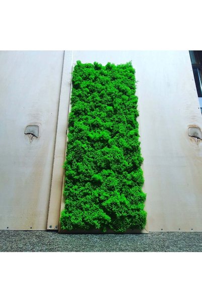 Narium Tablou cu mușchi stabilizat 70×30 cm