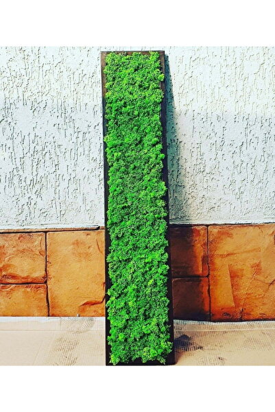 Narium Tablou cu licheni 100x20 cm