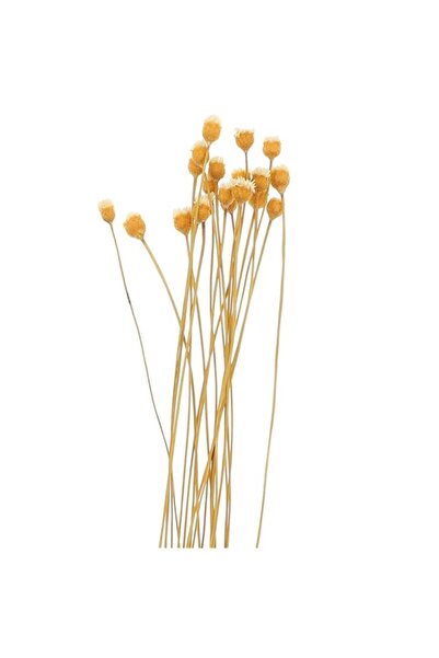 Generic Brand Luxshiny Flower Reed Diffuser Sticks 8.46 Inch Aromatherapy Rat...
