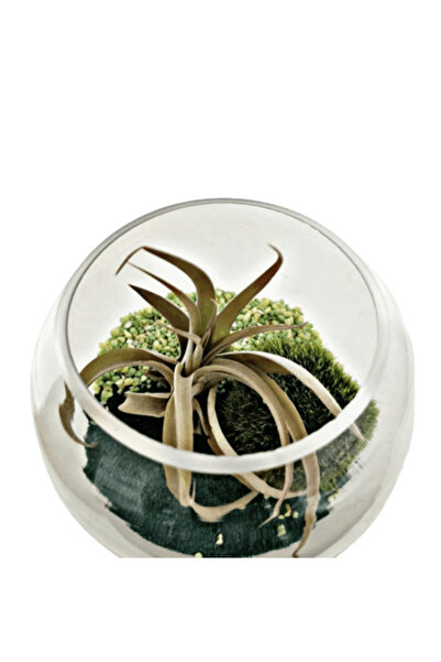 Narium Terariu „în junglă”