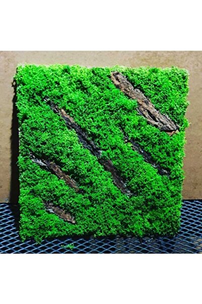 Narium Tablou cu licheni 30×30 cm